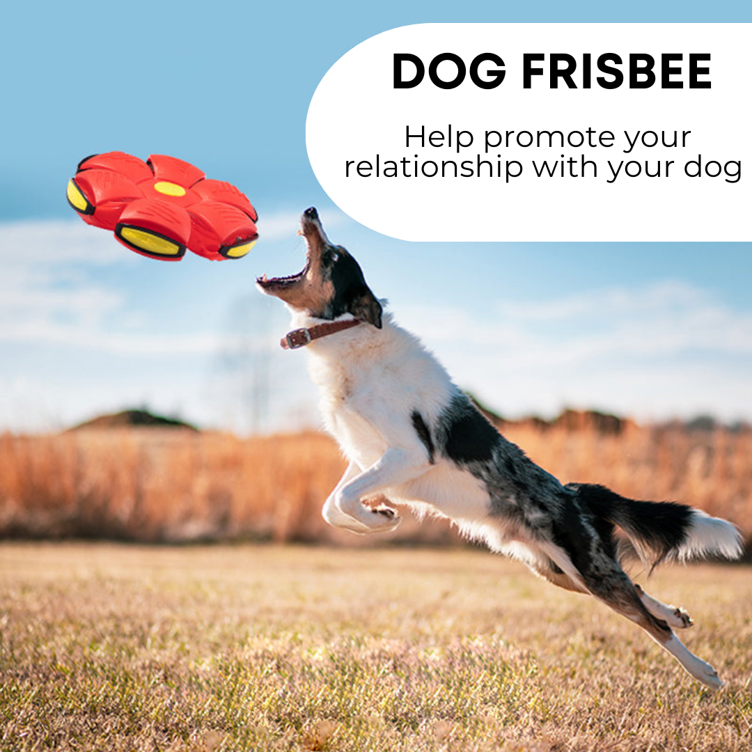 Petterific™ Dog Frisbee